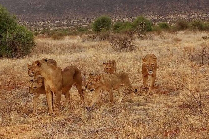 Overnight Safari to Tsavo East National Park from Mombasa/Diani - What’s Included and What’s Not