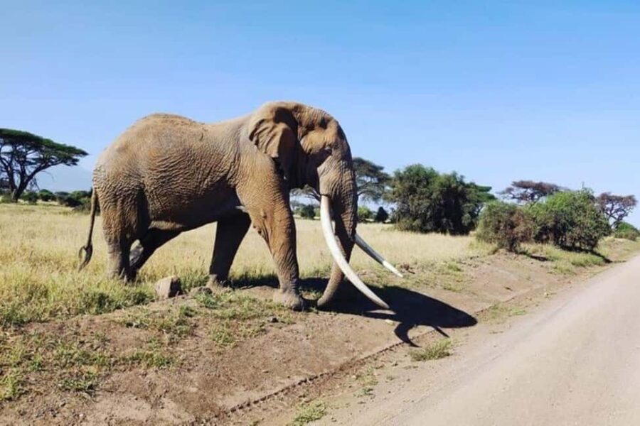 Overnight Tour to Amboseli National park from Nairobi - The Practicalities: Comfort, Cost, and Value