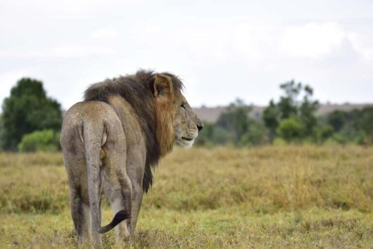Overnight tour to Mount Kenya and Olpejeta Conservancy - Wildlife Encounters at Olpejeta Conservancy