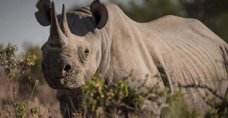 Overnight tour to OL Pejeta Conservancy - Day 2: Morning Drive and Return to Nairobi