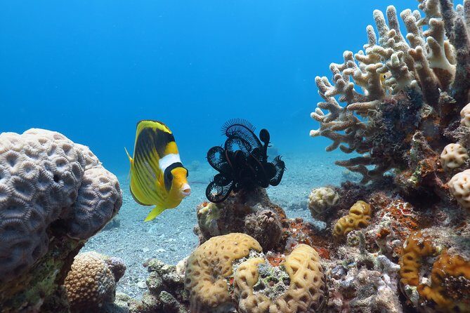 PADI Open Water Diver Course - 5 Days Scuba Diving - An In-Depth Look at the 5-Day PADI Open Water Diver Course in Eilat
