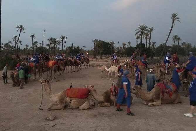 Palmerai groove Camel Ride with SunSet - Who Will Love This Tour?
