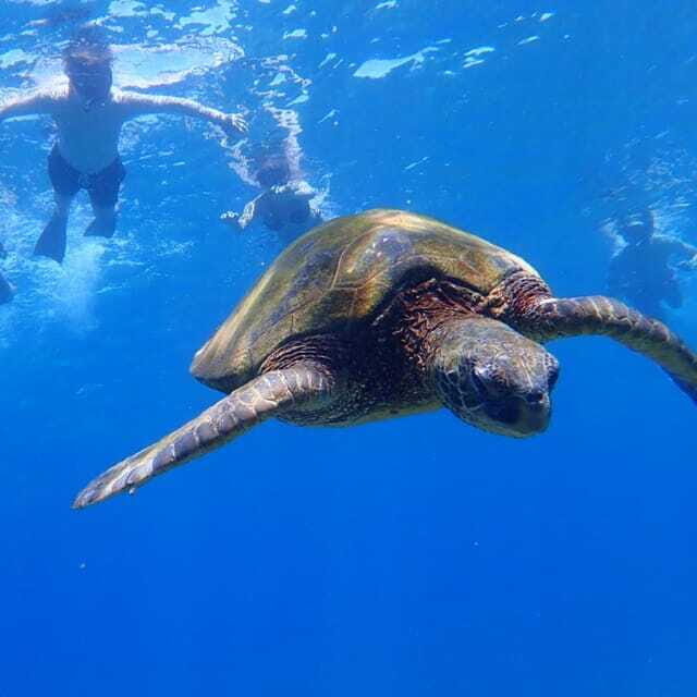 Panglao:Balicasag Island Tour with Turtle & Dolphin Watching - Authentic Feedback from Past Travelers