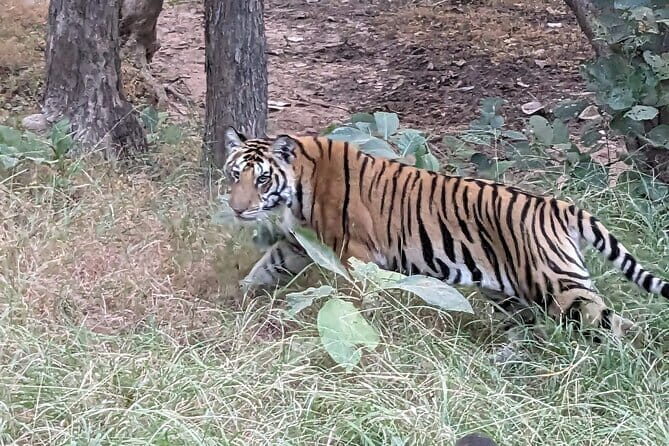 Panna National Park and Tiger Reserve Jeep Safari from Khajuraho - Who Should Take This Safari?