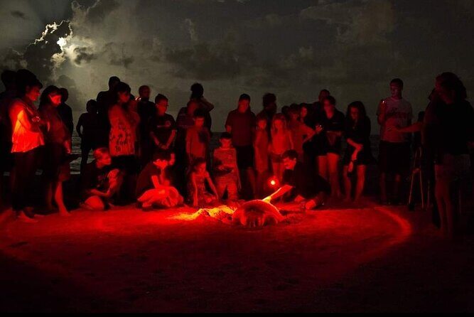 Paradise Turtle Watching Tours - Authentic Reviews and Insights