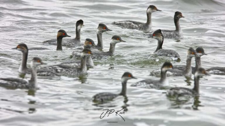 Pelican Point Peninsula Tour - A Thorough Look at the Pelican Point Peninsula Tour