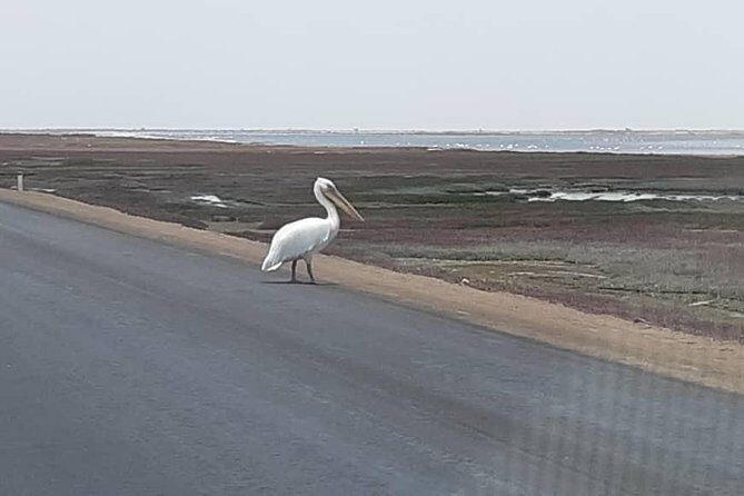 Pelican Point Seal Colony 4x4 Tour - Who Will Love This Tour?