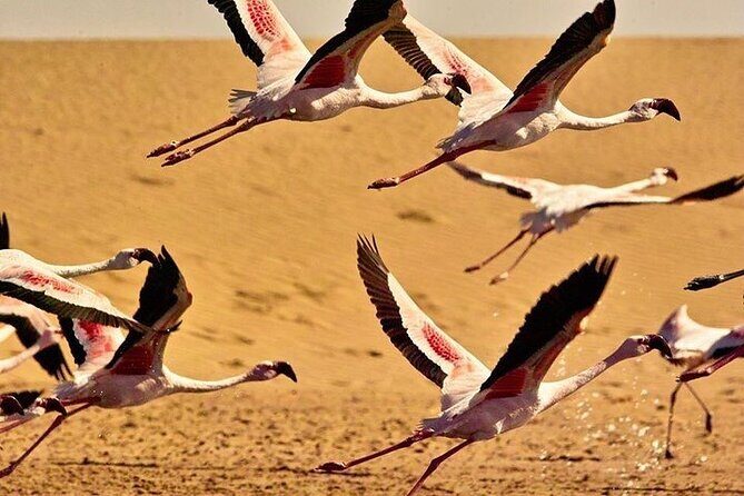 Pelican Point tours,Lagoon tours, Dune7 Adventure - Authentic Experiences and Traveler Feedback