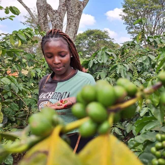 Pemba: Coffee Farm and Flower Garden Tour - What to Expect: A Closer Look at the Itinerary