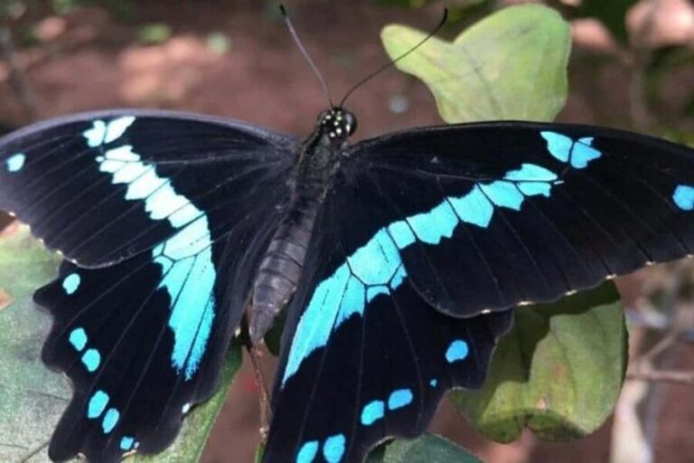 Pemba Island: Butterfly Sanctuary Tour - Exploring the Tour: A Detailed Walkthrough
