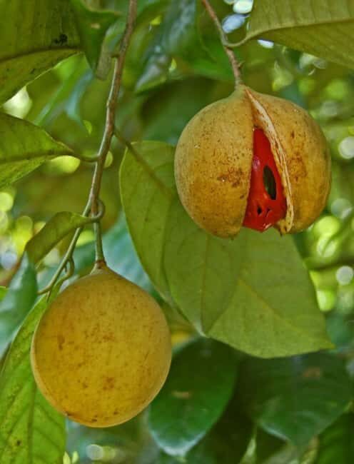 Pemba Island: Dhow Race and Spice Plantation Tour - The Sum Up: Is This Tour for You?