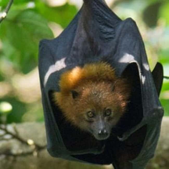 Pemba Island: Ngezi Forest Tour - Exploring the Ngezi Forest: A Deep Dive
