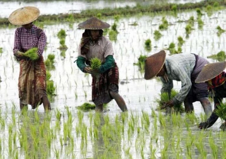 Pemba Island: Rice and Coffee Farm Tour with Tasting - Who Should Consider This Tour?