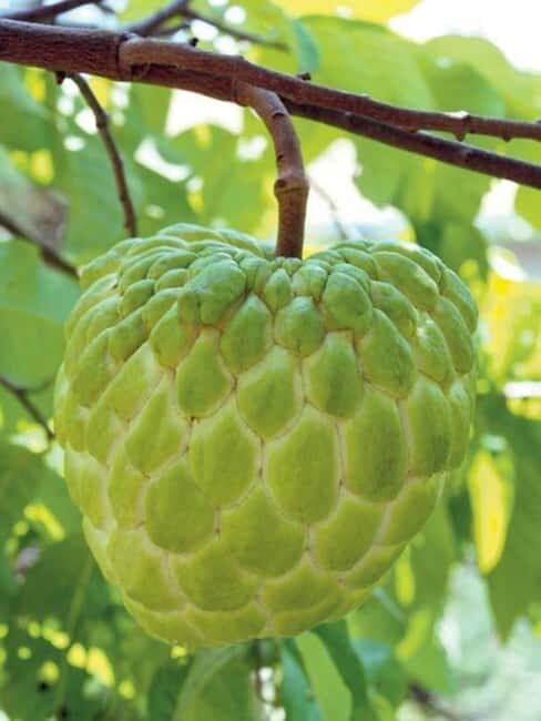Pemba Island: Spice Farm and Mkama Ndume Tour - What to Expect on the Tour