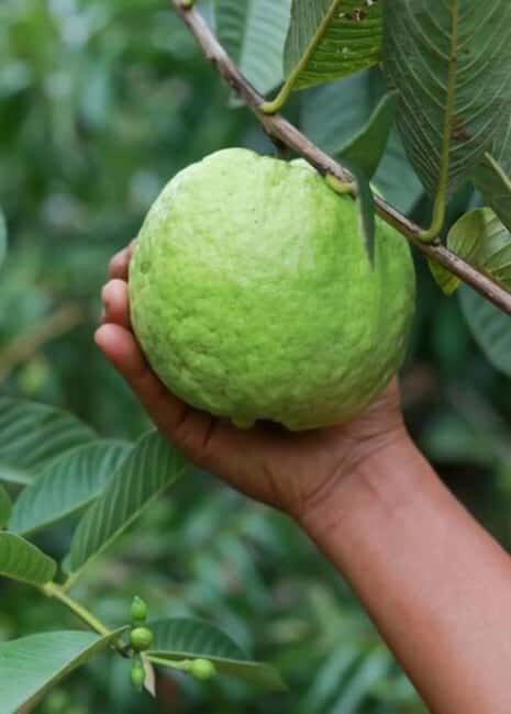Pemba Island: Spice Farm and Mnarani Ruins Tour - Essential Oil Distillery Visit