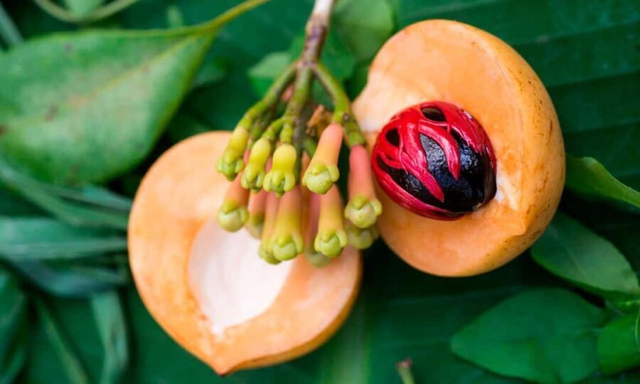 Pemba Island: Spice Farm, Chake Chake & Mkama Ndume Tour - Exploring the Spice Farms: A Fragrant Journey