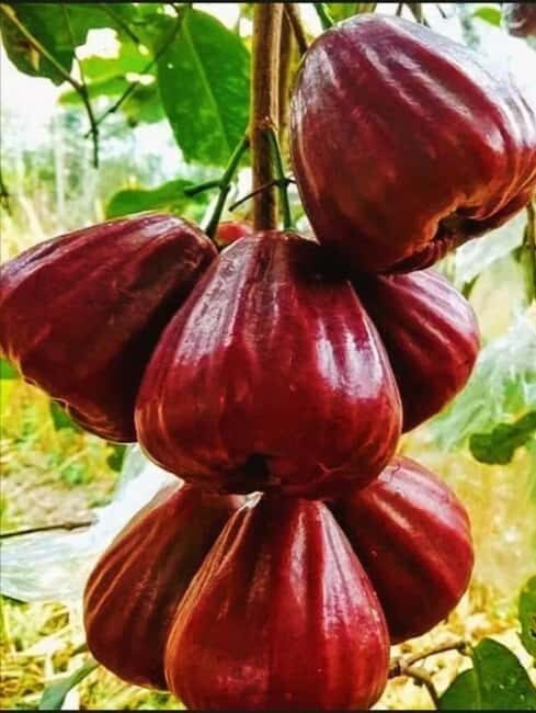 Pemba Island: Spice Farm Tour and Odyssey Oil Experience - The Odyssey Oil Experience: A Swahili Herbal Tradition