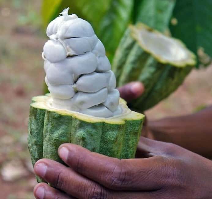 Pemba Island: Spice Farms Tour - The Itinerary Breakdown