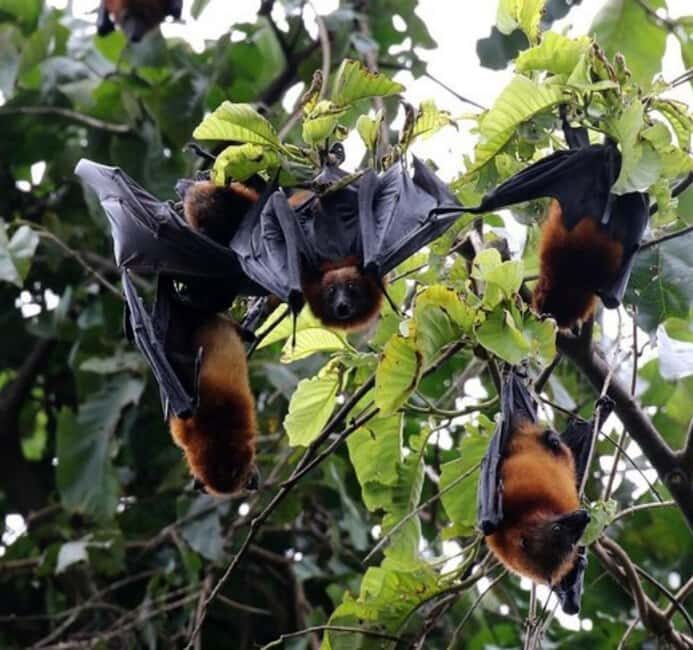 Pemba Island: The Pemba Flying Fox Tour - Practical Details