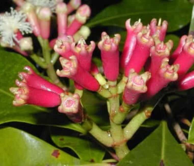 Pemba: Tumbe Village, Spice Farm, and Kojani Island Tour - The Spice Experience: Aromas, Cultivation, and Oils