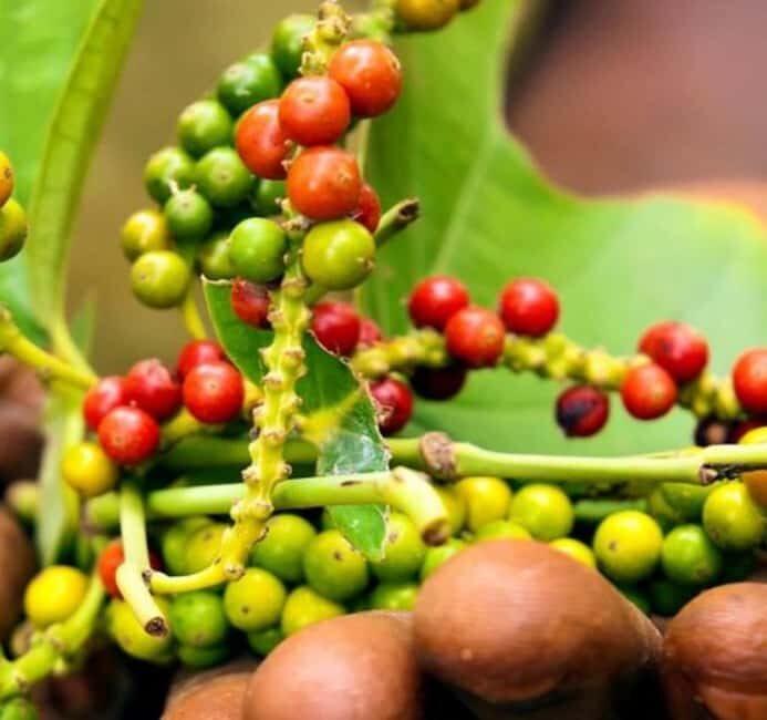 Pemba: Tumbe Village Tour with Spice Farm Visit - The Significance of the Stone Mosque