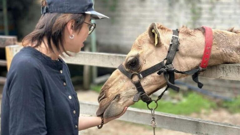 Penang: Balik Pulau Batik Painting & Mini Zoo Petting - Who Will Love This Tour?
