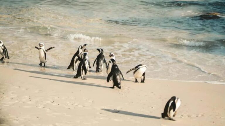 Penguins at Boulders and Cape Point experience - Practical details and what to expect