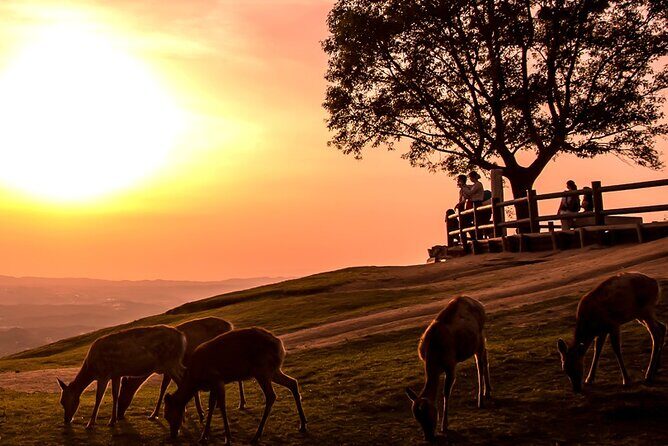 Perfect Nara Park Half-Day Bus Tour with English Speaking Guide - Deep Dive Into Itinerary Details