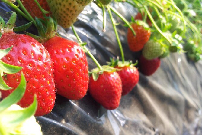 [Perfect Private Tour] Nami island, Petite France and Organic Strawberry Farm - Final Verdict: Is It Worth It?