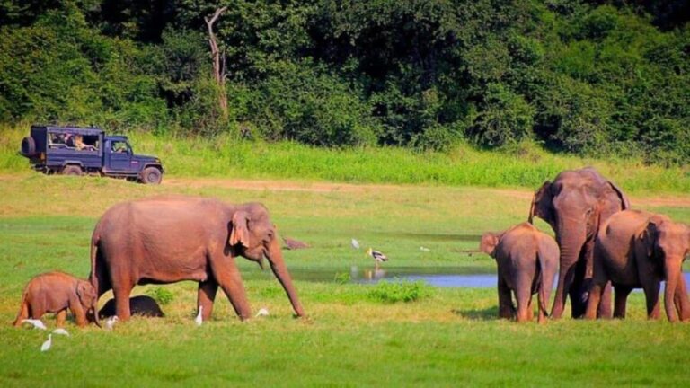 Periyar 02- Days Tour with Nature Walk and Elephant Bath - Detailed Review of the Periyar 2-Day Tour