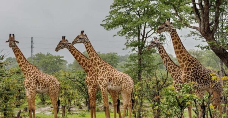 Phezulu 1/2 Day Tour From Durban - The 4x4 Game Drive