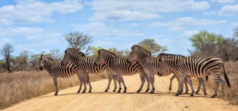 Phezulu Safari Park & Mandela Capture Site Half Day Tour - The Experience from the Traveler’s Perspective