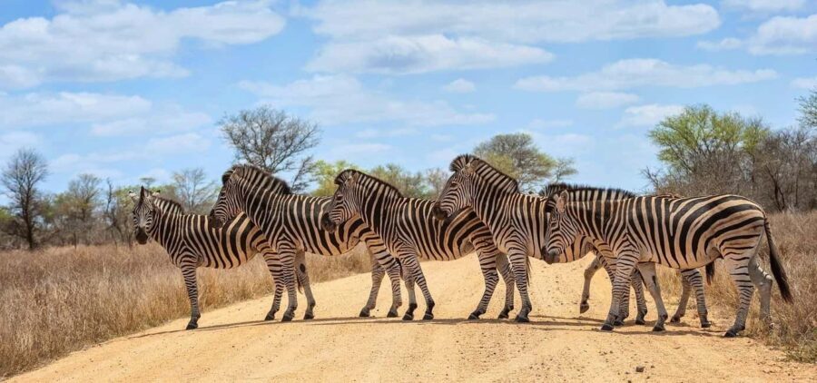 Phezulu Safari Park & Mandela Capture Site Half Day Tour