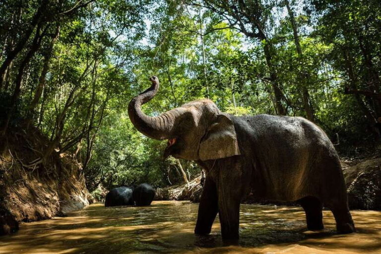 Phnom Kulen Park: Tour with Elephant Forest from Siem Reap - Who Should Consider This Tour?