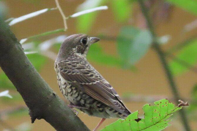 Phnom Penh Birding Experience and Brunch - Transportation, Group Size, and Overall Value