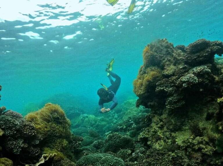 Phu Quoc Small-group Snorkeling to the Coral Jungle Reef - The Value of This Experience