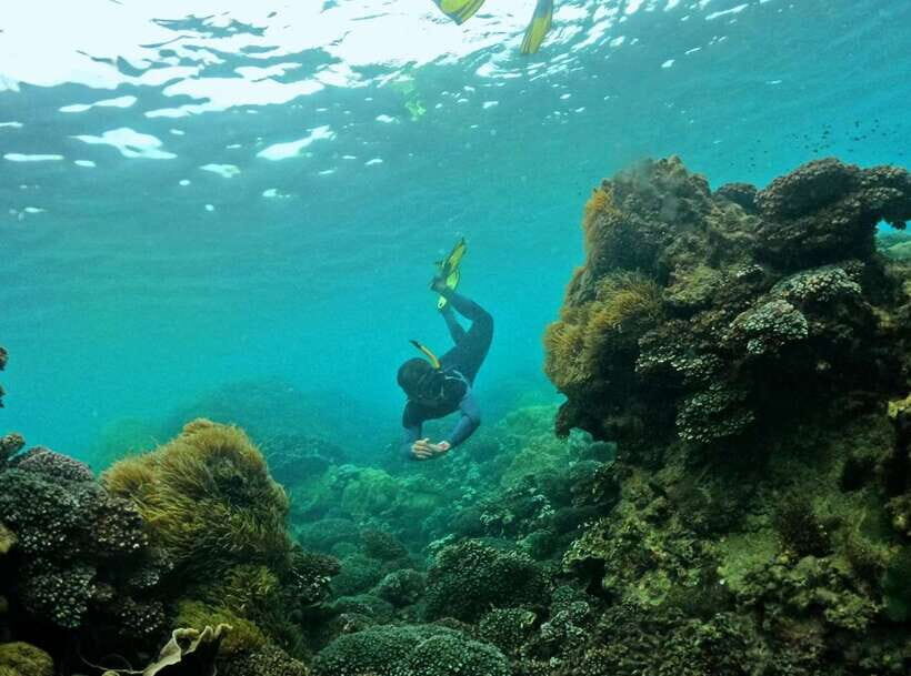 Phu Quoc Small-group Snorkeling to the Coral Jungle Reef - The Value of This Experience