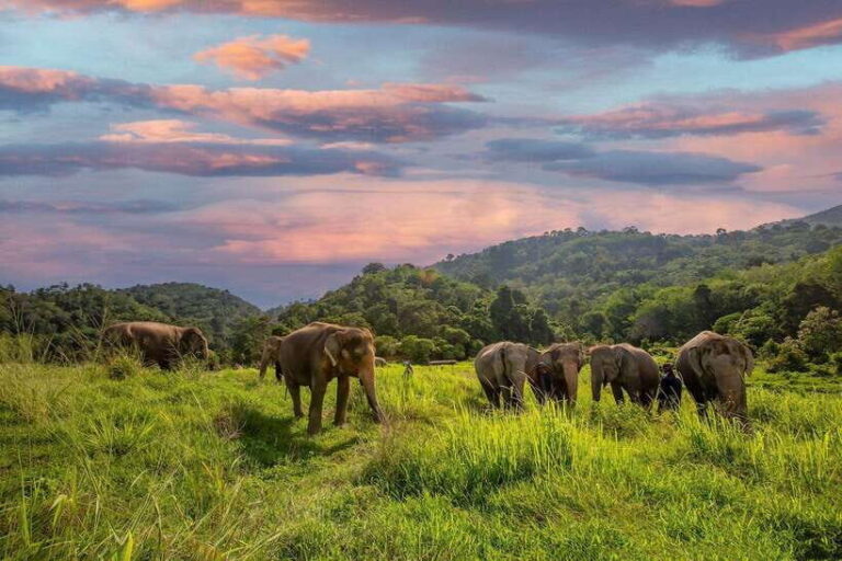 Phuket: Bukit Elephant Park Sanctuary Walk and Feed Tour - The Itinerary Breakdown