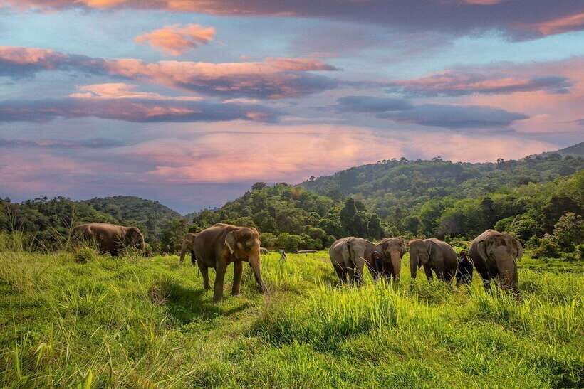 Phuket: Bukit Elephant Park Sanctuary Walk and Feed Tour - The Itinerary Breakdown