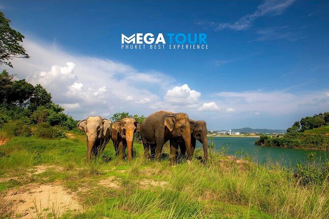 Phuket City Tour & Elephant Sanctuary: Sights, Tastes, Culture - Final Thoughts and Who Will Love This Tour