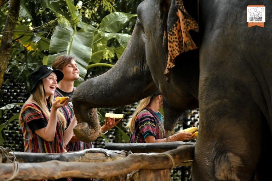 Phuket: Elephant Jungle Sanctuary Ethical Feeding Experience - The Itinerary Breakdown