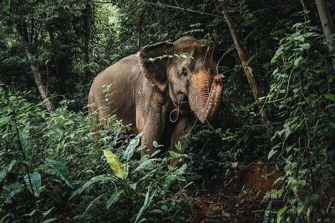 Phuket Elephant Nature Reserve Ethical Sanctuary - Why This Tour Works for Travelers