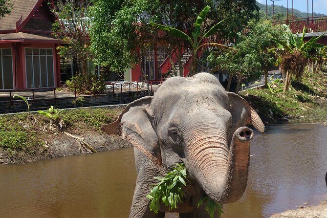Phuket: Elephant Nature Walk - Guided Tour with Transport - What to consider