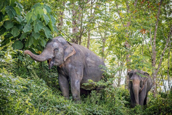Phuket Elephant Sanctuary Canopy Walkway Tour - Final Thoughts: Is It Worth It?