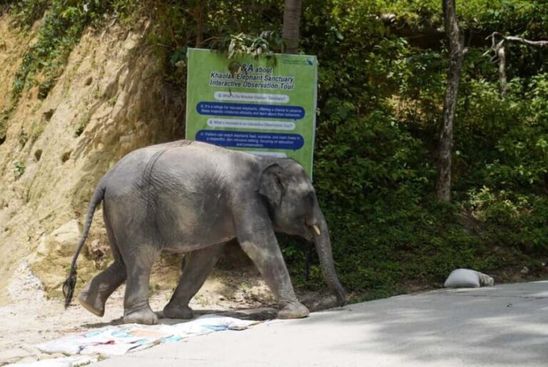 Phuket: Guide Tour to Patong Elephant Sanctuary - The Value of This Experience