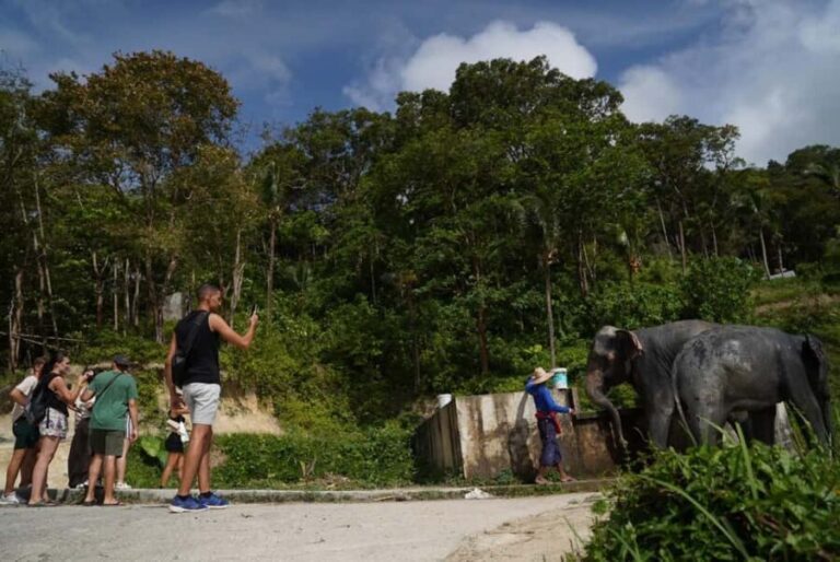 Phuket: Patong Elephant Sanctuary Observe & Learn Experience - An In-Depth Look at the Experience