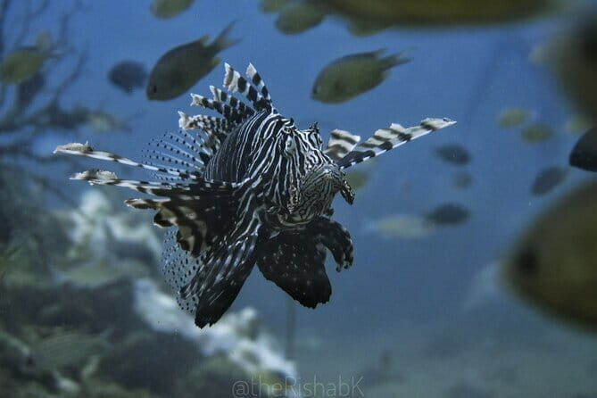 Phuket Scuba Diving Tour with Transportation - Who Should Consider This Tour?