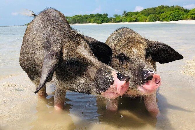 Pig Feeding, Kayaking, Snorkeling Trip at Pig Island By Speedboat From Koh Samui - FAQ