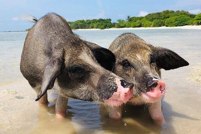 Pig Island ,Snorkeling, Private Long Tail Boat (Local Thai Experience) - An In-Depth Look at the Koh Samui Snorkeling & Pig Island Tour