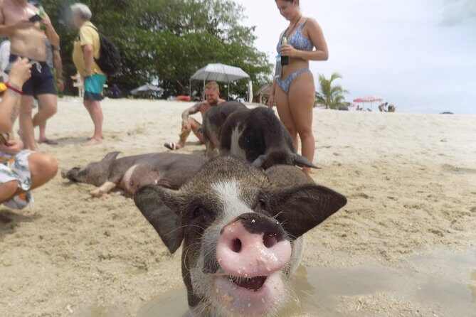 Pig Island Snorkeling & Sightseeing Tour By Speedboat From Koh Samui - What Travelers Say